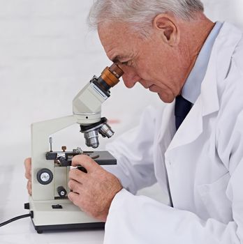 Devoted to his life as a scientist. a mature scientist using a microscope.