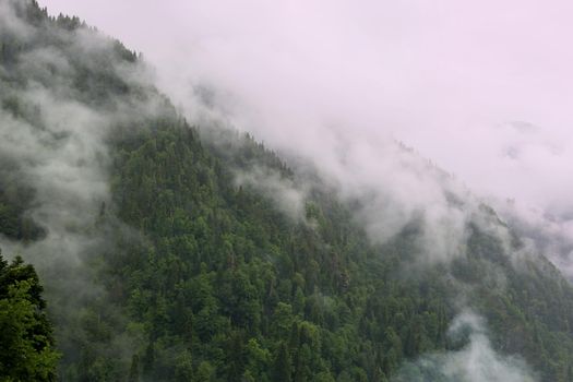 Forested foggy mountain on cloudy day