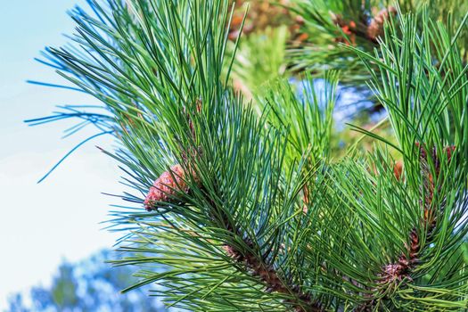 Evergreen tree. Pine tree branch needles. Winter time