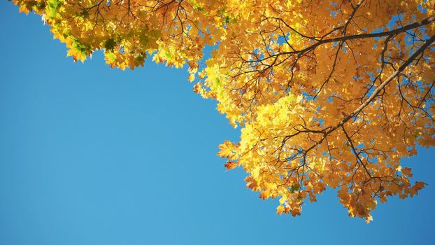 Maple branches in the fall against the blue sky.