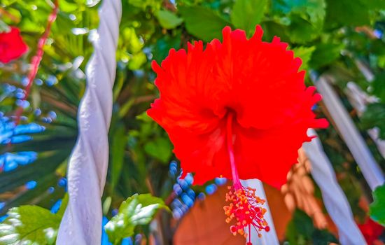 Red beautiful hibiscus flower shrub tree plant in Mexico.