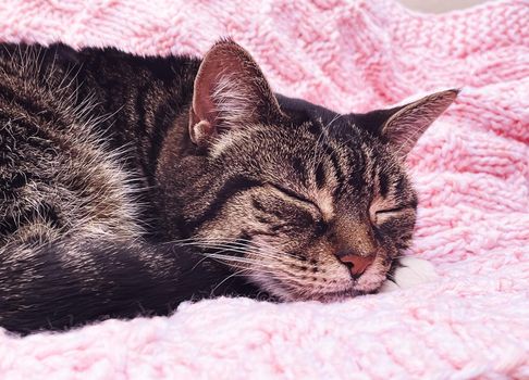 Beautiful female tabby cat on pink knitted blanket at home, adorable domestic pet portrait