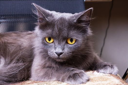 Sad gray cat with yellow eyes closeup