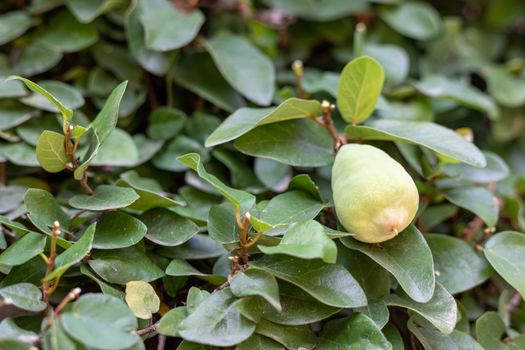 Closeup up of a ficus pumlia fig growing on a vine