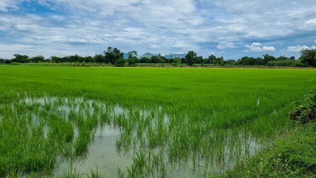 green rice field pady field in Thailand kachanaburi