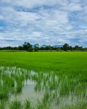 green rice field pady field in Thailand kachanaburi
