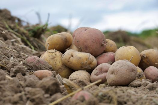 Heap of newly dug or harvested potatoes