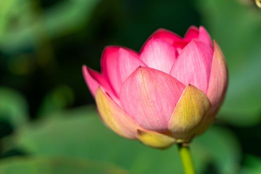 A pink lotus flower sways in the wind. Against the background of their green leaves. Lotus field on the lake in natural environment.