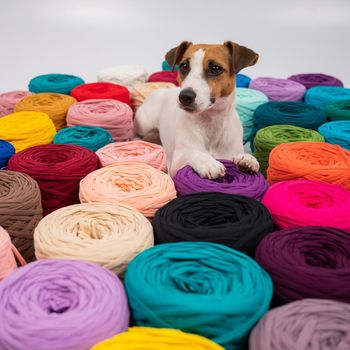 Close-up of Jack Russell Terrier dog among multi-colored cotton skeins.