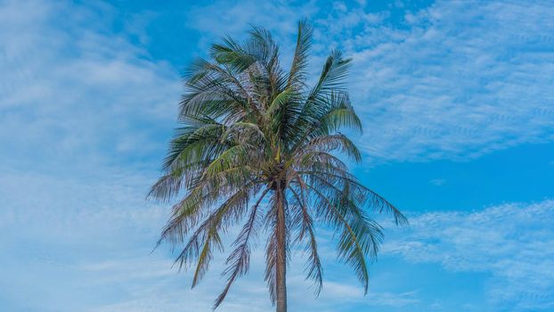 BANNER Atmosphere panorama white cloud sky alone tropical palm background summer tenderness freedom