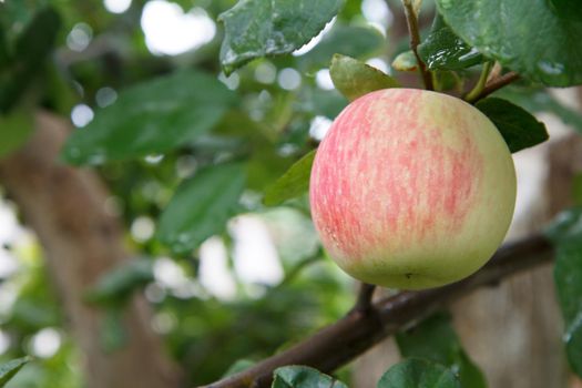 Large ripe apple on a tree branch in an orchard.