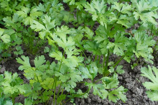 Fresh parsley growing on a garden bed