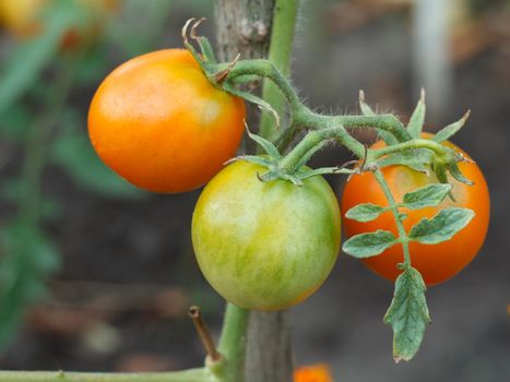 Ripe and unripe tomatoes growing on bush in the garden