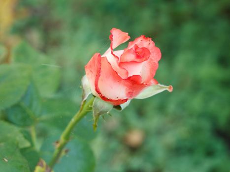 Bud of red rose with blurred green natural background.