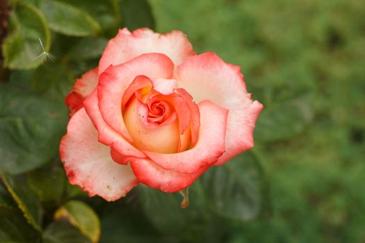 Bud of pink rose with blurred green natural background.