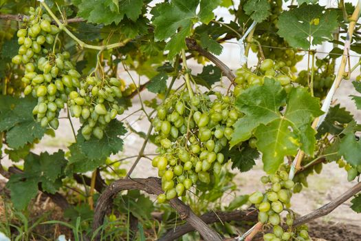 Bunches of unripe white grapes on a bush