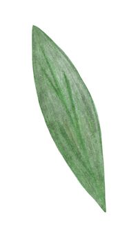 Hand Drawn Green Leaf Isolated on White Background.
