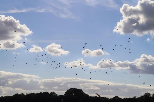 A large flock of black crow birds against a beautiful sky.