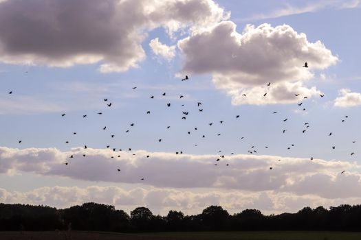 A large flock of black crow birds against a beautiful sky.