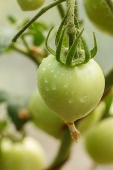 Unripe green tomato growing on bush in the garden.