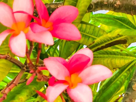Plumeria tree bush with pink and yellow flowers in Mexico.