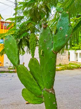 Spiny green cactus cacti plants trees with spines fruits Mexico.