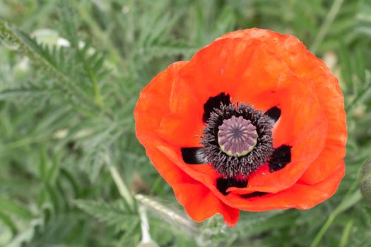 Close-up of red poppy flower in the garden.