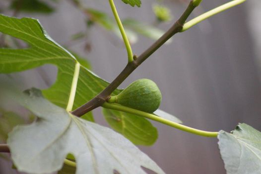 Closeup of green common fig fruit with selective focus on foreground