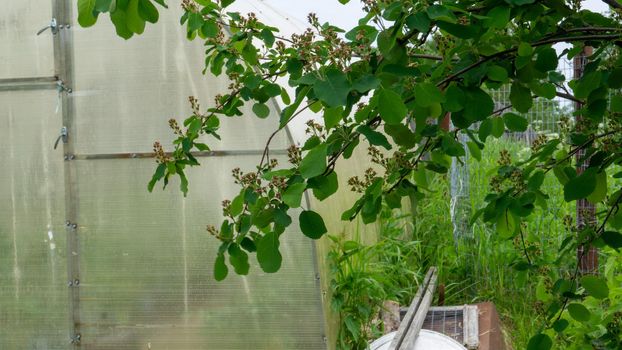 Irga on a garden plot with a greenhouse. Green berries of irgi tied up on a tree.