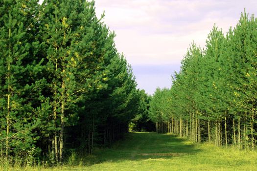 Large coniferous trees in the forest. Beauty of nature. Forest background.