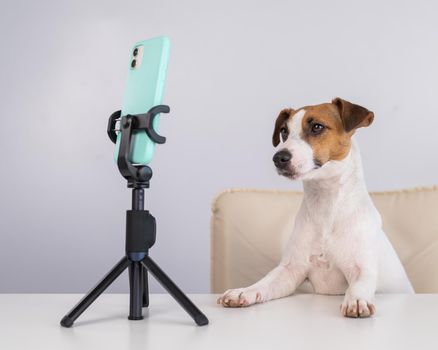 Jack Russell Terrier dog live streaming on smartphone.