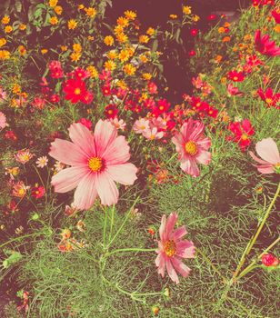 Daisy flowers in sunny garden