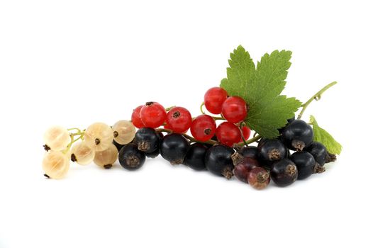 Blackcurrant, redcurrant and white currant on white