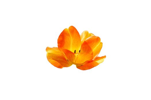 Opened yellow orange tulip bud isolated on white