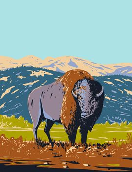 North American Bison Roaming in the Prairie of Yellowstone National Park Wyoming WPA Poster Art