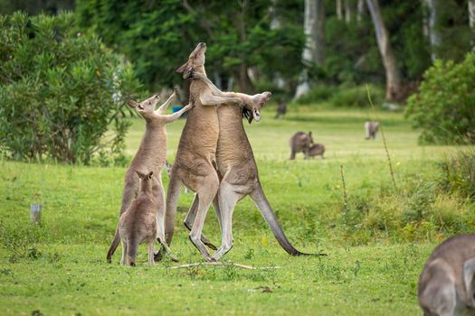 Female kangaroo tries to break up two males fighting