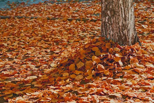 Orange carpet of autumn leaves and tree trunk