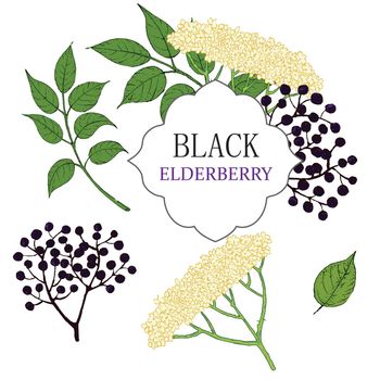 Collection of elderberry black branch of elderberry , berries, flowers and leaves. Vector hand drawn illustration