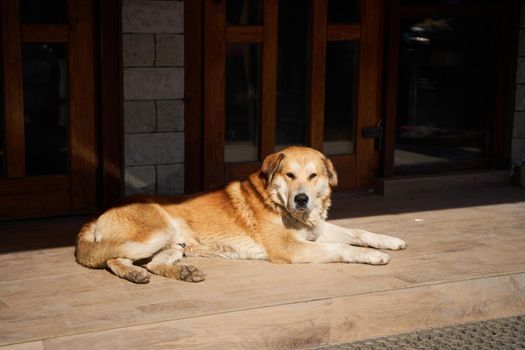 fat lazy stray dog warming on sunrays