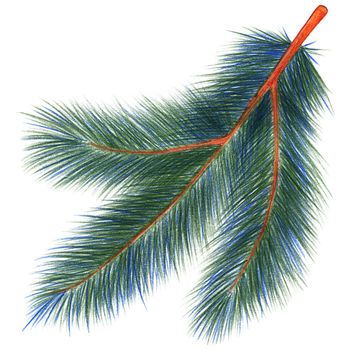 Christmas Fir Branch Drawn by Colored Pencil Isolated on White Background.