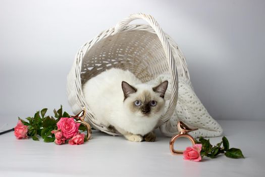 British shorthair colorpoint cat. Beautiful yang female cat with flowers. Cat in the basket