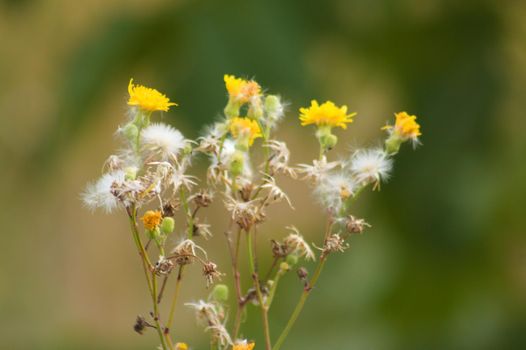 Closeup of perennial sowthistle yellow flowers and fluffy seeds with blurred background