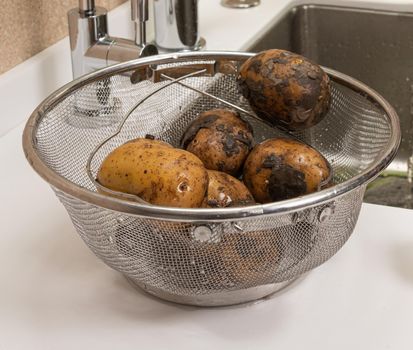 Dirty potatoes being washed for cooking dinner in a modern kitchen