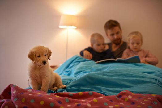 Bedtime for puppy and kids. A father reading a bedtime story to his kids.