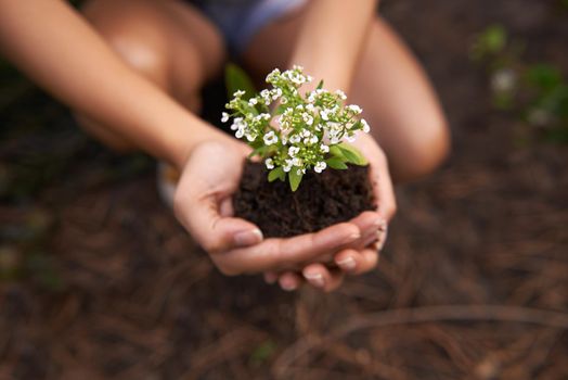 The time for blossoming. Closeup shot of a woman holding soil with a flowering plant in her cupped hands.