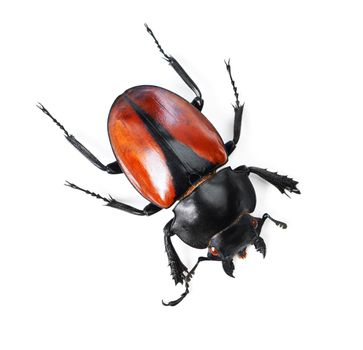 Bold and beautiful bugs. Studio shot of a red and black beetle isolated on white.