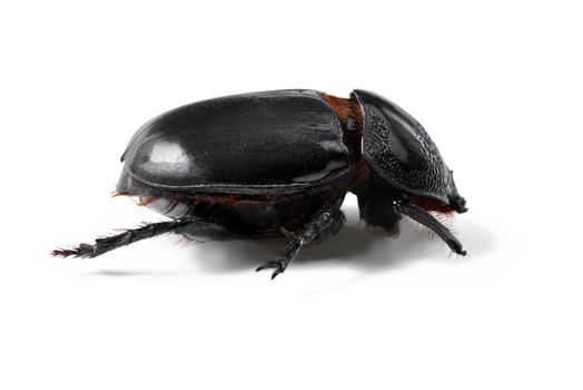 The black beauty of the bug world. Closeup studio shot of a beetle.