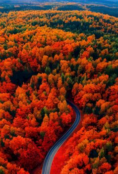 Aerial view of the road in the colorful forest at sunset in autumn. Top view from drone of mountain road in forests