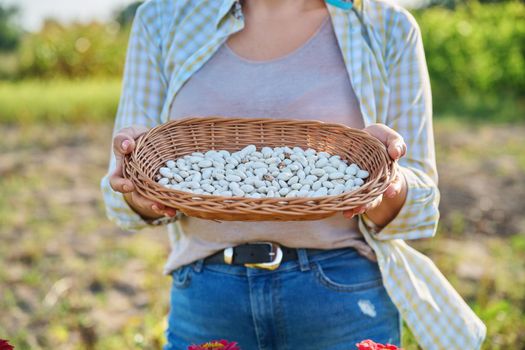 Closeup crop of dry white beans in hands of outdoor woman.