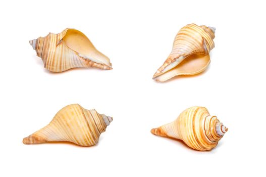 Group of hemifusus sea shells a genus of marine gastropod mollusks in the family Melongenidae isolated on white background. Undersea Animals. Sea Shells.